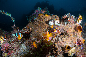 Wide angle view of a thriving soft coral reef pinnacle displaying a large elephant ear corallimorph and a Clark's anemonefish at Lembeh Strait © Sergio Llaguno