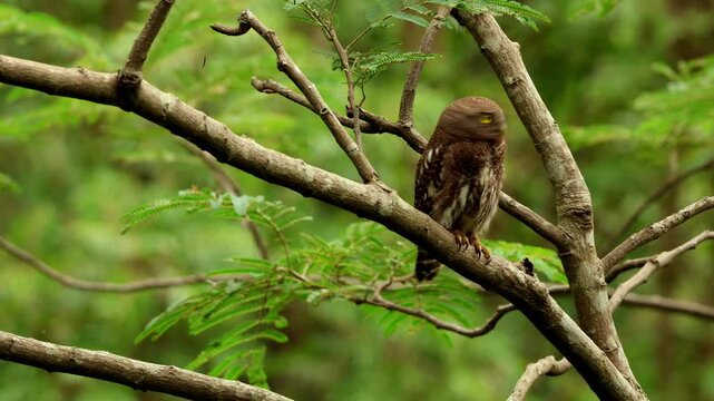 Closeup video of an Asian barred owlet (Glaucidium cuculoides) perching alertly on a tree branch during daytime in a natural forest habitat in Himachal Pradesh, India, during the monsoon season.
