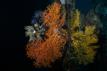 Two colorful crinoid feather stars perched on an orange gorgonian sea fan at Lembeh Strait © Sergio Llaguno