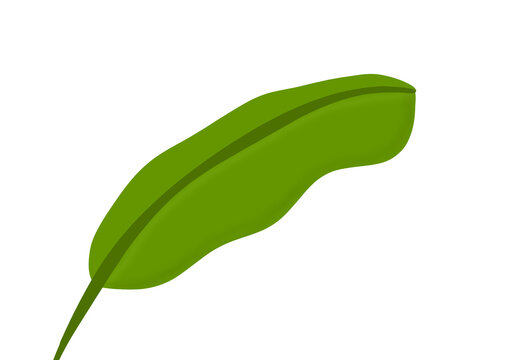 Tropical green banana leaf vector illustration isolated on white background, simple palm foliage design element