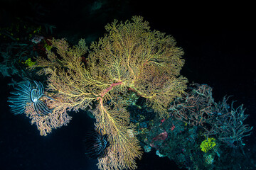 Wide angle view of a large golden gorgonian sea fan anchoring to a reef ledge at Lembeh Strait © Sergio Llaguno