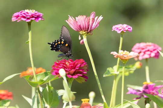 03004-02713 Pipevine Swallowtail (Battus philenor) on zinnia Jefferson Co. IL