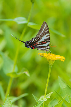 03006-01320 Zebra Swallowtail (Eurytides marcellus) on zinnia sp. Jefferson Co. IL