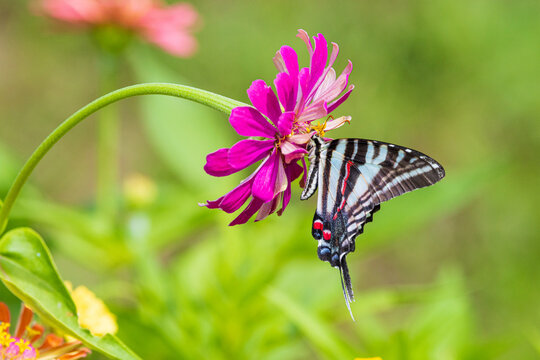 03006-01104 Zebra Swallowtail (Eurytides marcellus) on zinnia sp. Jefferson Co. IL