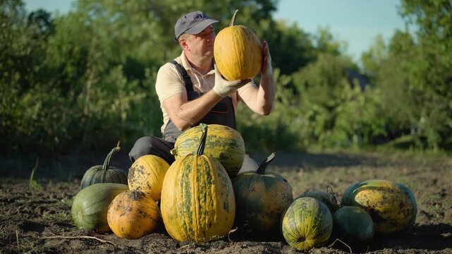 Farmer in gray overalls examines and lifts a large pumpkin while seated among various pumpkins in a sunlit garden, showcasing the harvest process in a rural setting