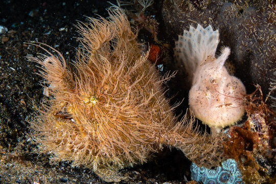 Hairy frogfish perching side by side with a smooth juvenile frogfish at Lembeh Strait