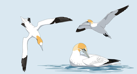 Obraz premium Northern gannet seabirds in different poses including diving, flying, and floating on water on a light blue backdrop.
