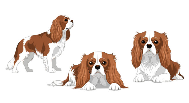 Adorable cavalier king charles spaniel dogs shown standing, sitting, and lying down in hand-drawn illustrations.