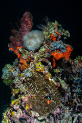 Thriving coral reef pinnacle displaying a clownfish and anemone at Lembeh Strai © Sergio Llaguno