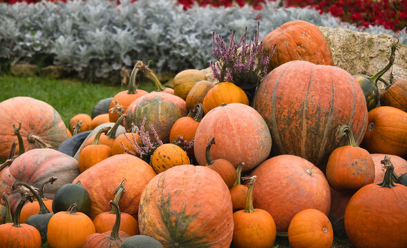 Autumn pumpkins and blooming heather in the meadow create Halloween.