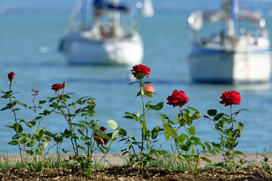 Red roses bloom by the water with sailboats in the background