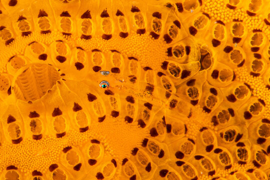 Translucent ghostgoby perched on an orange colonial tunicate matrix at Lembeh Strait