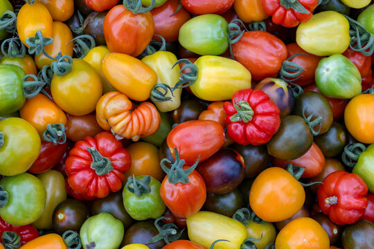 Basket full of varieties of fresh organics homegrown heirloom tomatoes in vegetable farmer market for food ingredient and nutrition during harvest season