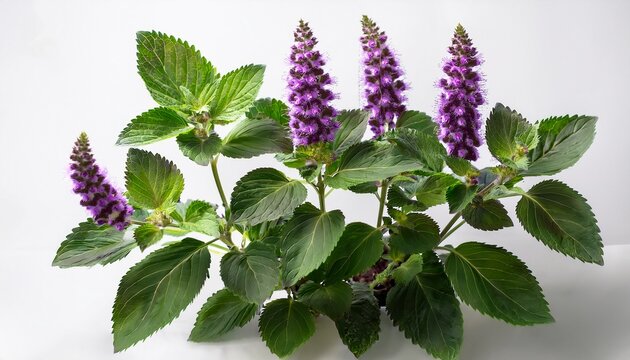 patchouli plant with vibrant purple flowers and rich green leaves against a clean white background for natural aesthetics