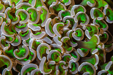 Close-up view of expanded hammer coral tentacles on a marine reef matrix at Lembeh Strait © Sergio Llaguno