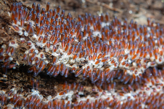 Close-up view of developing clownfish eggs attached to a hard reef substrate at Lembeh Strait