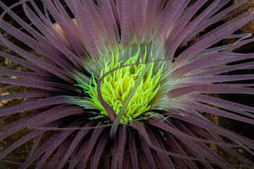 Beautiful cylinder tube anemone fully expanded within a dark soft substrate bed at Lembeh Strait © Sergio Llaguno