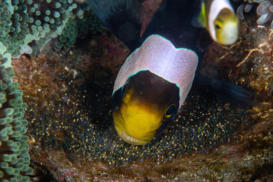 Saddleback clownfish tending to a clutch of tiny eggs laid at the base of its host anemone at Lembeh Strait