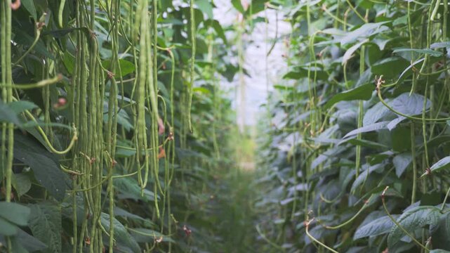 Fresh Long Green Beans Growing on Vines in a Lush Greenhouse Garden
