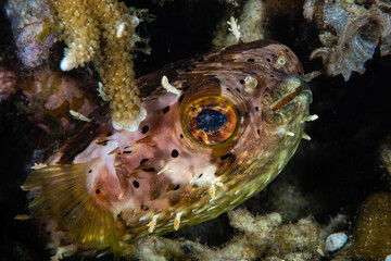 Spotbase burrfish sheltering within a dark coral reef recess at Lembeh Strait © Sergio Llaguno