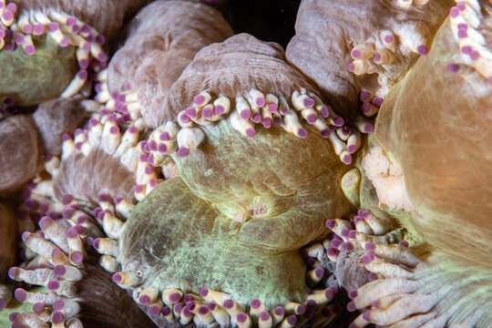 Beaded sea anemone attached to a hard substrate matrix at Lembeh Strait