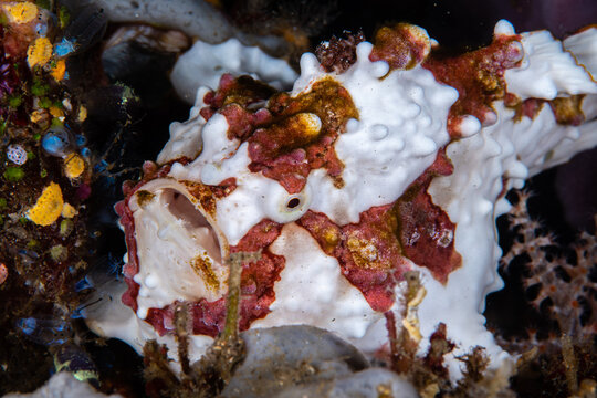 Juvenile warty frogfish mid-yawn beside a colorful tunicates and sponges at Lembeh Strait