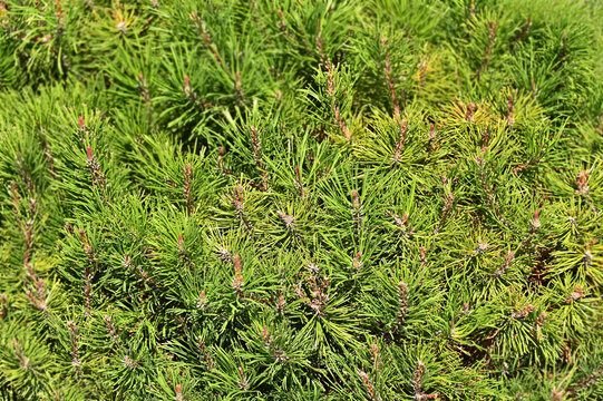 Pinus mugo (Pumilo), close-up