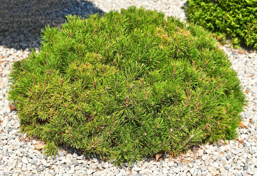 Clipped Pinus mugo (Pumilo) plant