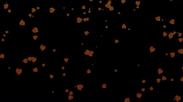 falling autumn orange rustic leaves as hundreds of crisp brown leaves fall from the trees.  Season overlay effect with a transparent invisible clear background 4K
