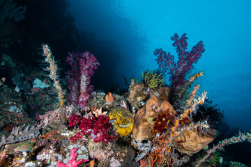 Wide angle view of a thriving soft coral reef drop-off displaying a large yellow sponge at Lembeh Strait © Sergio Llaguno