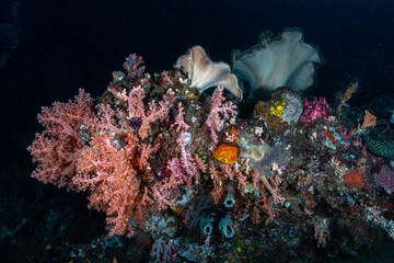 Wide angle view of a thriving soft coral reef pinnacle at Lembeh Strait © Sergio Llaguno