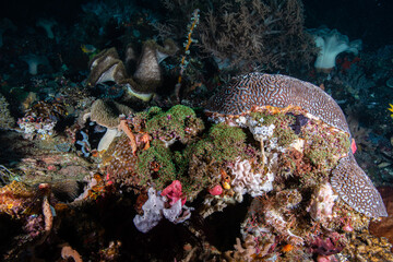 Wide angle view of a thriving marine reef community showing a large encrusting coral colony at Lembeh Strait © Sergio Llaguno