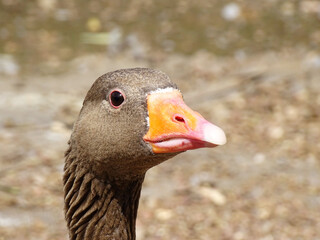 A greylag goose at Wolseley wildlife centre, Rugeley © Lisa Haynes