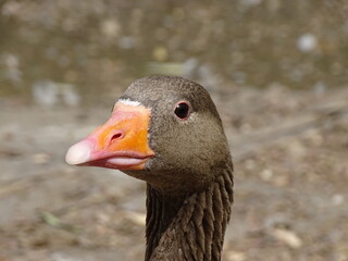 A greylag goose at Wolseley wildlife centre, Rugeley © Lisa Haynes