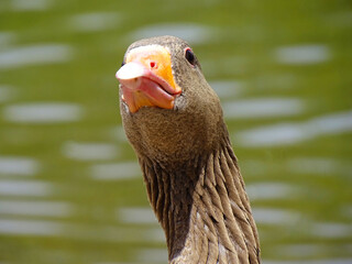 A greylag goose at Wolseley wildlife centre, Rugeley © Lisa Haynes