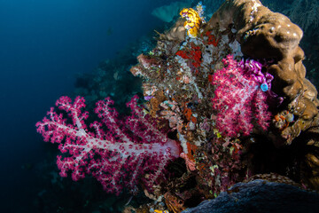 Vibrant pink soft coral tree growing horizontally out from a vertical reef wall at Lembeh Strait © Sergio Llaguno