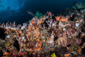 Wide angle view of a thriving soft coral reef wall displaying orange tree corals at Lembeh Strait © Sergio Llaguno