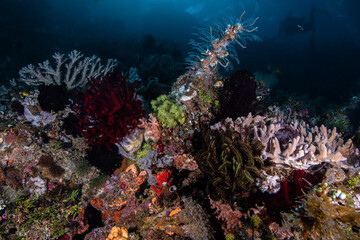 Intricate underwater ecosystem showcasing colorful stony structures and soft coral trees anchoring to volcanic substrate © Sergio Llaguno