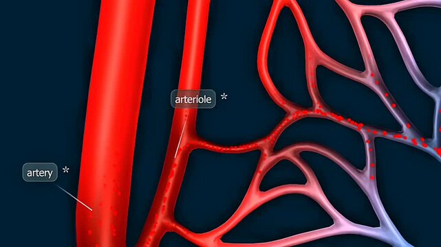 Blood flowing inside arteries, veins and capillaries, showing circulation through different vessels.