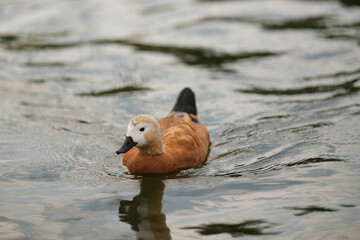 Ruddy shelduck on the water. © spaskov