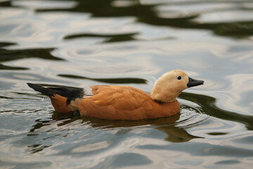 Ruddy shelduck on the water. © spaskov