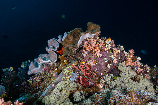 Wide angle view of a a thriving coral reef at Lembeh Strait