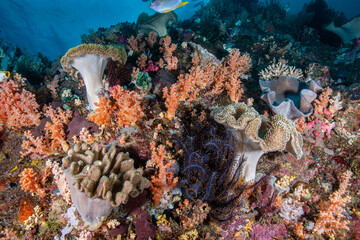 Wide angle view of massive mushroom leather corals on a thriving volcanic reef slope at Lembeh Strait © Sergio Llaguno