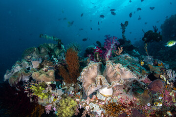 Wide angle landscape view of large ruffled leather corals on a thriving marine reef slope at Lembeh Strait © Sergio Llaguno