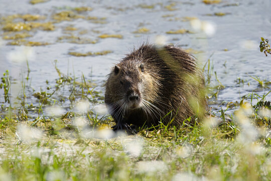 cute Nutria among wildflowers on the bank, nutria on the bank, rodent searching for food among flowers, brown fur, blue lake, sunny day, rodent at the pond, Myocastor coypus