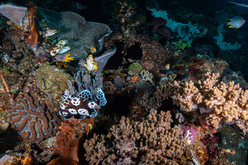 Wide angle view of a diverse hard coral head showing a blue-trimmed black tunicate cluster at Lembeh Strait © Sergio Llaguno