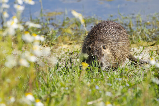 cute coypus searching for food among wildflowers on the bank, nutria on the bank, rodent searching for food among flowers, brown fur, blue lake, sunny day, rodent at the pond, Myocastor coypus