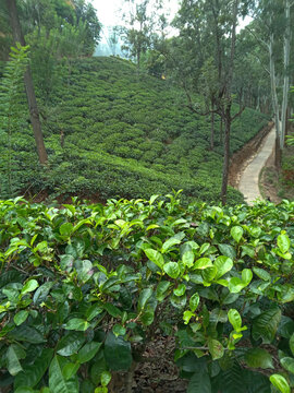 Lush green tea plantation landscape in Sri Lanka, Ceylon tea estate hillside view with fresh tea bushes