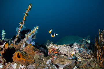 Pair of Clark's anemonefish hovering above a diverse coral reef at Lembeh Strait © Sergio Llaguno