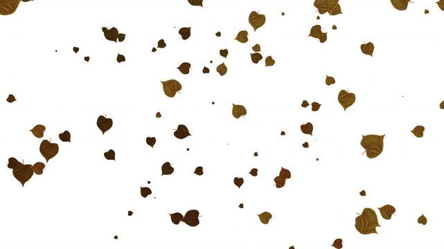 falling crisp autumn leaves, shower of autumnal leaf fall of rustic yellow orange brown leaves tumbling from the sky with a plain white background 4K motion wallpaper backdrop animation